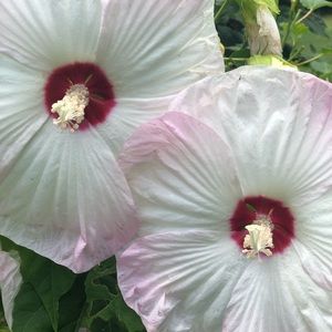 Meet your Posher, Deborah